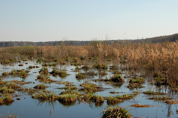 Swamp in national park Losiny Ostrov near Moscow