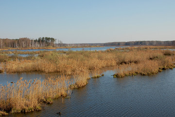 River Yauza and wetland in national park Losiny Ostrov near Moscow, Russia