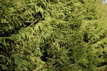 background a continuous series of green fur-trees