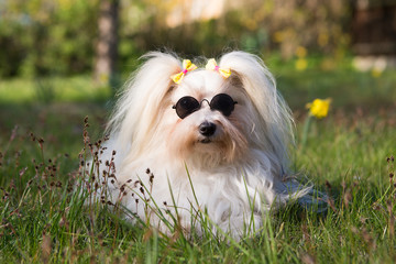 havanese dog with sunglasses