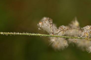 Tiny dew droplets hanging on a grass stalk in the early morning.