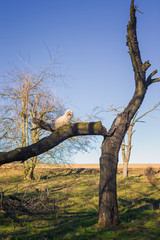 havanese dog in forest