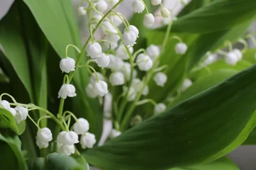  Lily of the valley. Convallaria majalis © alenarcis