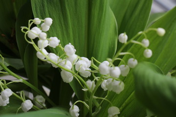 Lily of the valley. Convallaria majalis