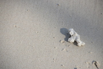 White Coral on the Fine Sand , Strolling on the Beach , Summer Holidays