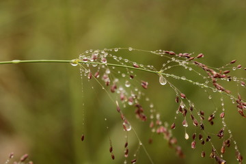 Close up of dew droplets hanging from a stalk with Eregrostis obutusa seeds.