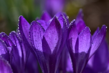 A lot of tender spring purple crocuses in dew drops on velvet petals with pleasant bokeh close up