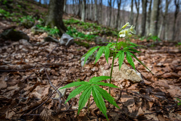 Fioritura di Dentaria nella faggeta