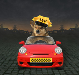 The dog taxi driver in a yellow cap is in a red car at work on the highway at night.
