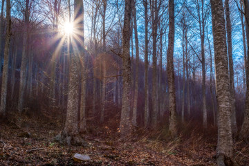 Tramonto tra i faggi