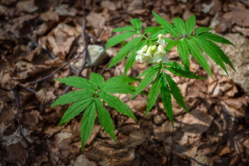 Fioritura di Dentaria nella faggeta