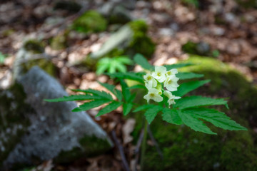Fioritura di Dentaria nella faggeta