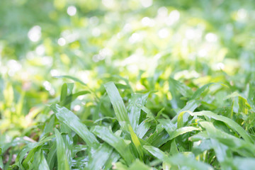Spot focus,close-up of green grass, blurred bokeh and white lenses as background in the natural garden in the daytime.