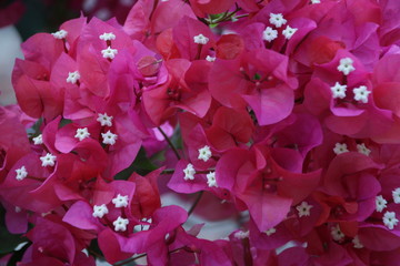 Bright Red Bougainvillea flowers in Summer