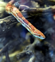 Kornnatter im Tierpark Ueckermünde