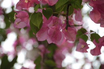 Pink Bougainvillea flowers , Tropical Flower is Blooming in Summer Sunny Day