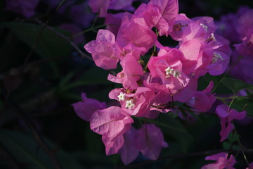 Pink Bougainvillea flowers , Tropical Flower is Blooming in Summer Sunny Day