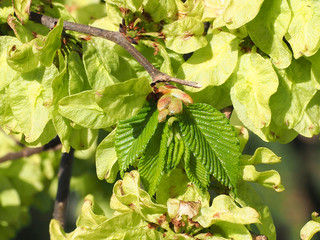 Blattautrieb der Ulme, Ulmus glabra, nach der Bl&uuml;te 