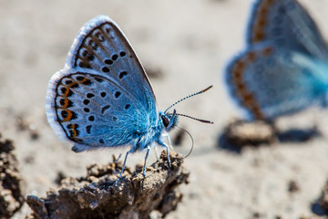 Karner Blue Butterfly  (Polyommatus icarus) macro. © Alexandra Lande