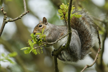 Naklejka na ściany i meble A cute Grey Squirrel, Scirius carolinensis, eating the new growth of an Oak tree in spring in the UK.