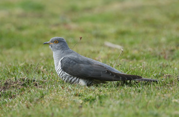 A stunning Cuckoo (Cuculus canorus) searching on the ground in a meadow for food.	