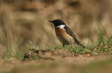 Fototapeta premium A stunning male Stonechat (Saxicola torquata) hunting on the ground for insects to eat. 