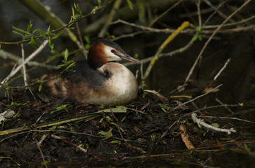  A beautiful Great crested Grebe, Podiceps cristatus, sitting on its nest in the middle of a river.	