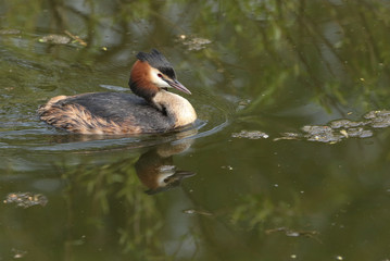 A stunning Great-crested Grebe (Podiceps cristatus) swimming in a river.	