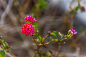 Red Blossoms on a Bush in Springtime in Italy