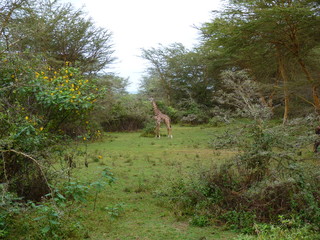 Naivasha lake, Kenya, safari