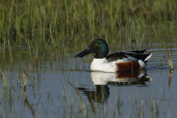 A beautiful male Shoveler Duck, Anas clypeata, swimming in a river.	