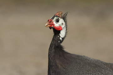 A pretty head shot of a Guinea fowl.	