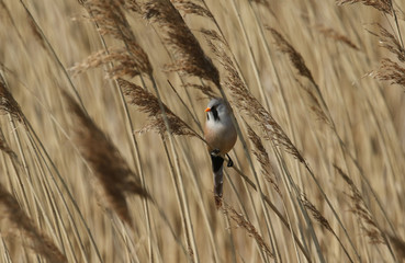 A pretty Bearded Tit, Panurus biarmicus, perching on the stem of a reed at the edge of a river in...