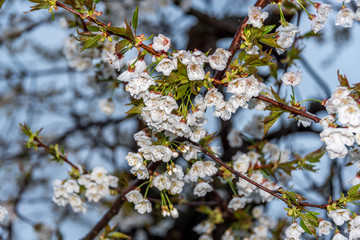 White Cherry Blossoms Blooming in Springtime in Italy
