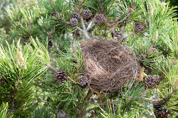 empty bird nest in pine tree
