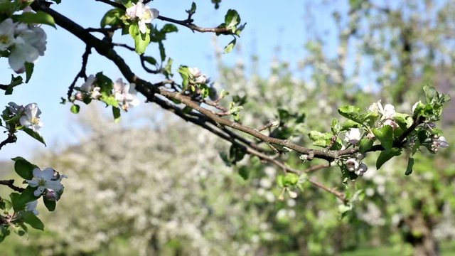 Streuobstwiese im Fr&uuml;hling - Kamerafahrt