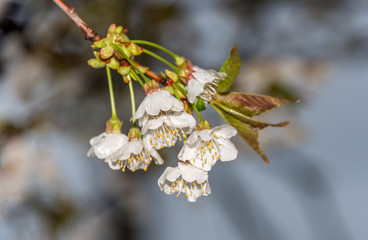 White Cherry Blossoms Blooming in Springtime in Italy