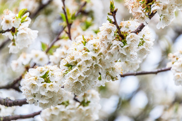 White Cherry Blossoms Blooming in Springtime in Italy