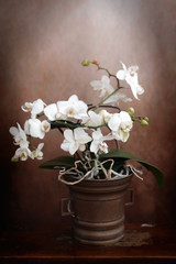 Orchidea bianca