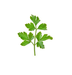 Parsley leaves on white background