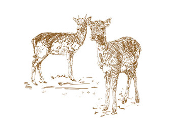 Two young deer in sketch style. Hand drawn illustration of a beautiful black and white animal.