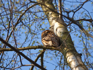 müder Waldkauz in der Morgensonne