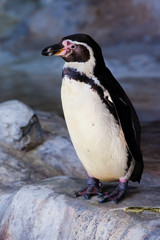 Obraz premium Cute penguin (Humboldt penguin) stands on a stone cliff, bright colors are a cute bird.