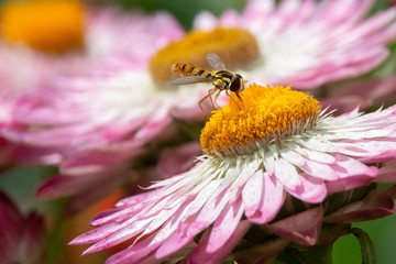 honey bee on flower macro shoot