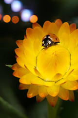 closeup of yellow flower with lady bird
