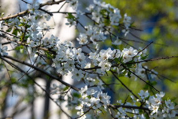 Branch of a flowering Apple tree on a blurred background
