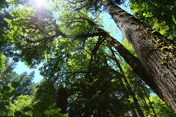 Fototapeta premium Treeline