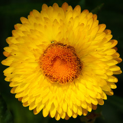 sunflower isolated on white background
