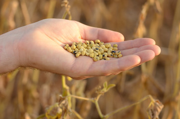 Harvest ready soy beans in human hand on dry pods background evening sunset time