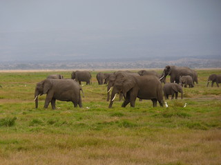 Naklejka na ściany i meble Amboseli National Park
